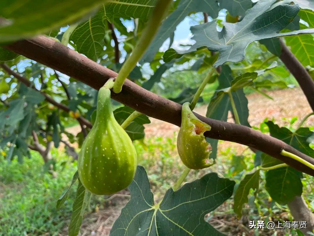 糖包子无花果新疆,糖包子无花果品种