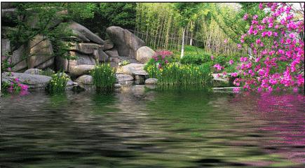 青岛市花之王,青岛市市花文化底蕴