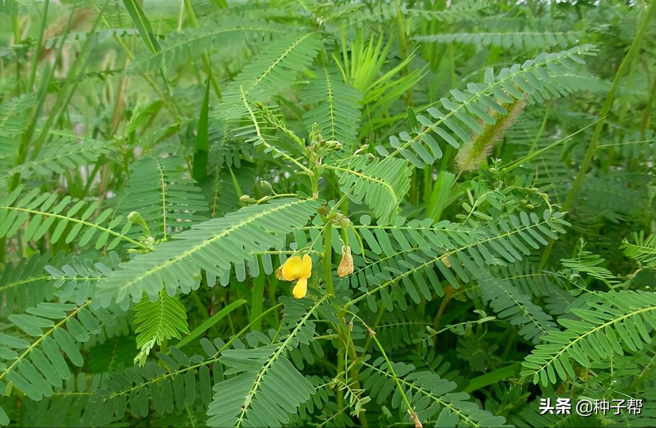 田菁绿肥作用,田菁盐碱地