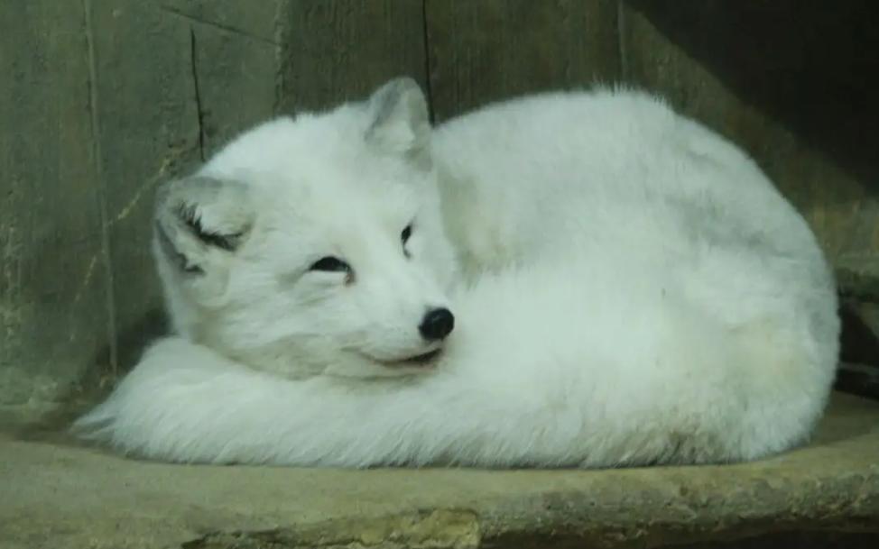 男子投喂狐狸被送灵芝,男子投喂白狐