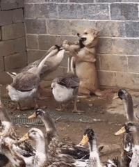 鹅粪便为什么能杀死蛇,大鹅的粪便能杀蛇吗