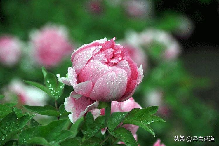 写春天的著名唐诗宋词加赏析,100首关于春天的唐诗宋词