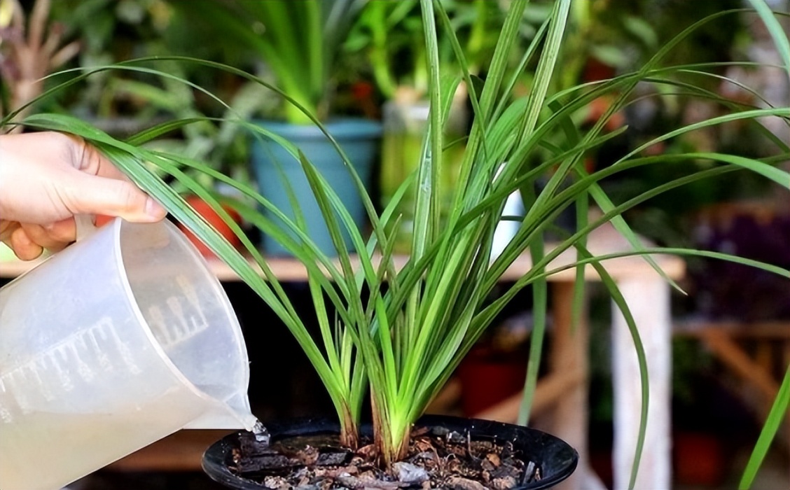 浇水后兰花盆底还是积了少量的水,给花浇水水全部从底部流走