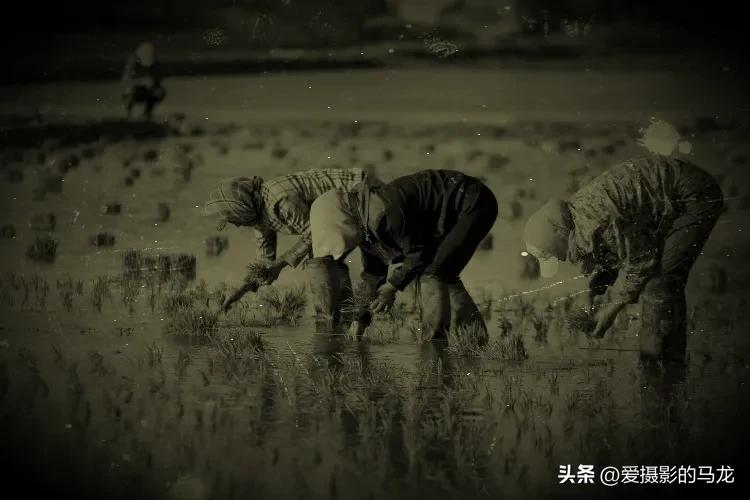 第一次插秧文案,第一次插秧日记200字