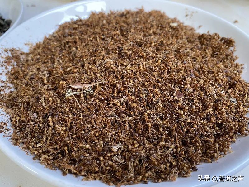 有一种味道叫普洱丨花吃够了，该吃虫了！