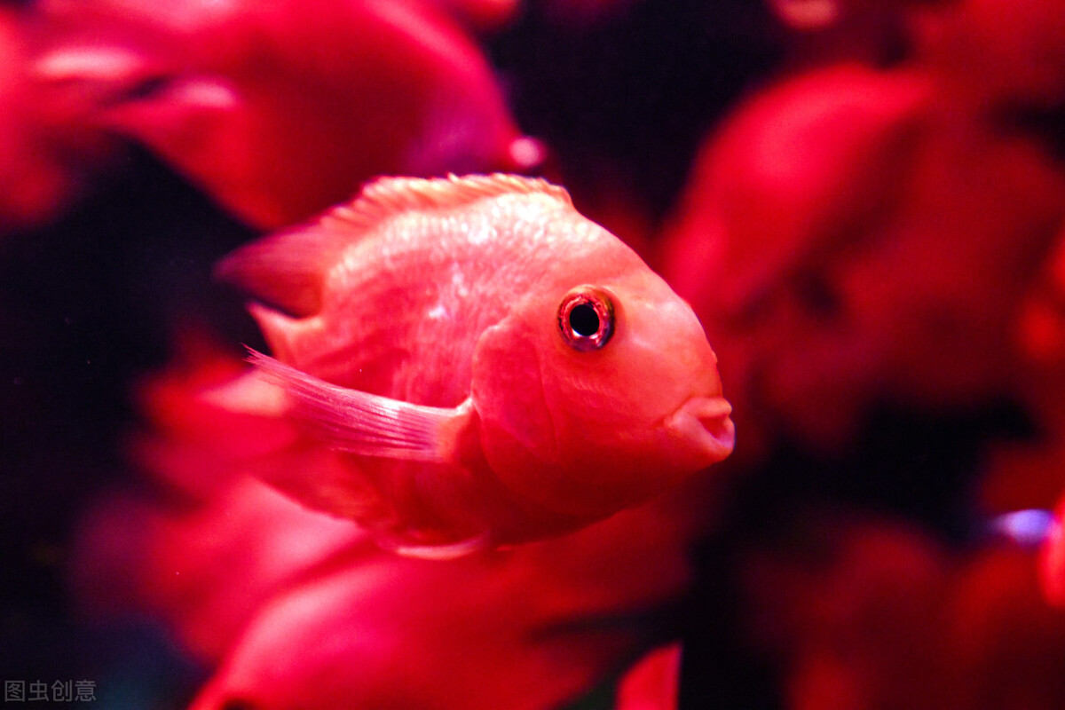 祝福朋友们虎年大吉年年发大财,虎年年年发大财