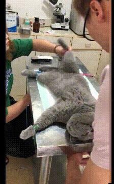 女朋友是不是平胸怎么验,被说平胸怎么安慰自己