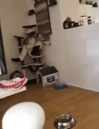 狗子看猫咪很轻松地就上去了，也学着来，结果把猫咪的窝给砸了