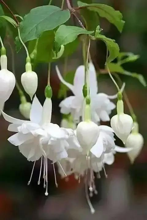 分享图片温暖大图,倒挂金钟花唯美视频