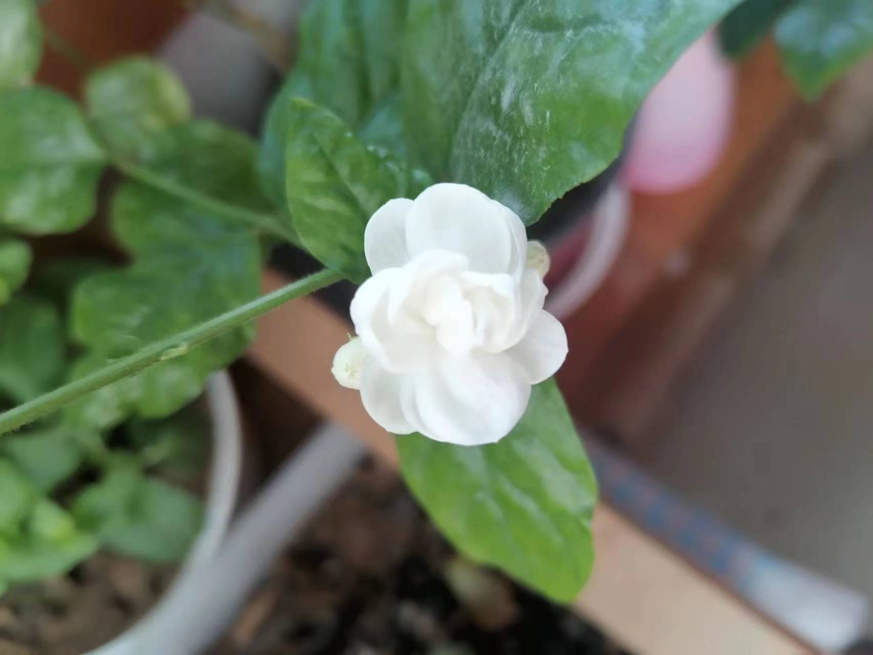 茉莉花开,尽是茶香,绝无期限