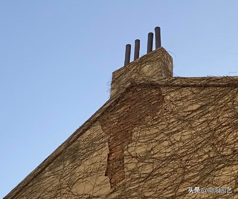 农村见到这2种花，一定要铲除，招蛇虫蚊蚁，严重破坏墙皮