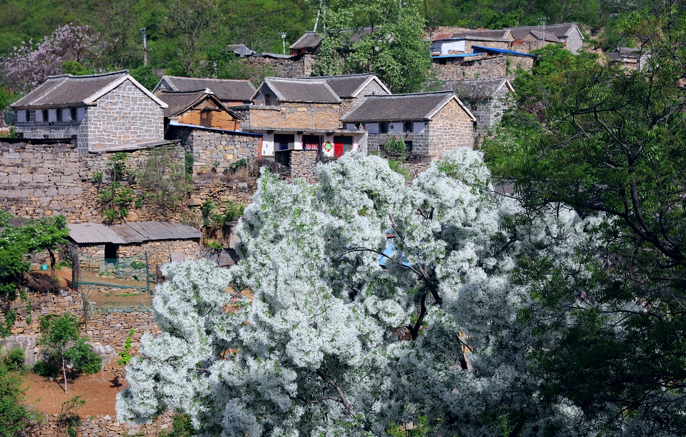 石大沟的流苏花,石大沟村流苏