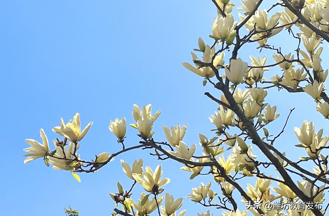 美！潍坊校园春景强势来袭