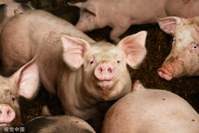 猪喘气不食的治疗方法,猪喘气治不好怎么办