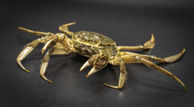 太仓港进口多少污染海鲜,江苏太仓日本核污染产品