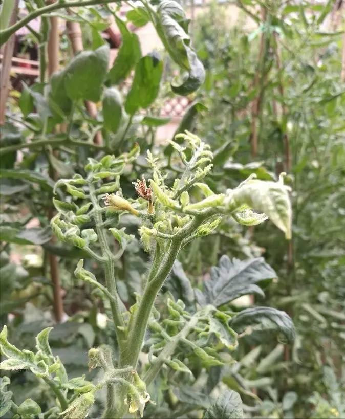 蔬菜根长肿瘤怎么防治,蔬菜靶斑病最新治疗方法