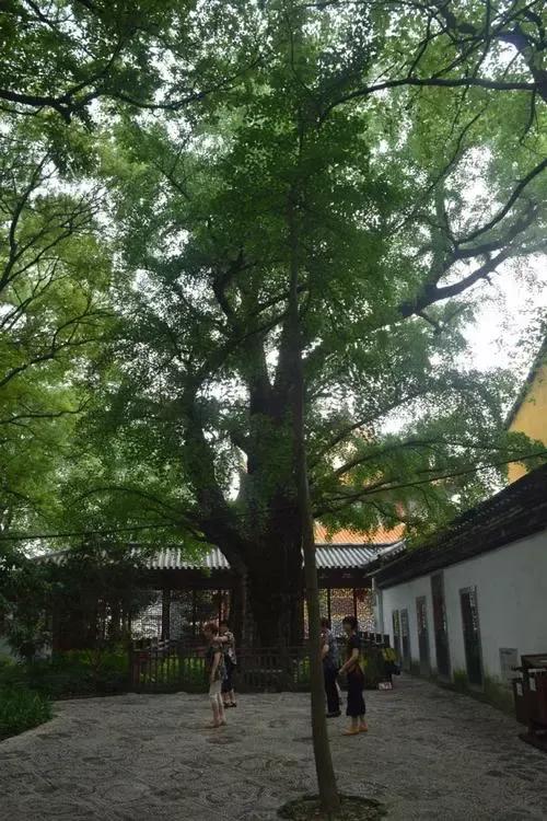 “金陵树王”之一的圆柏树龄1520岁，是南朝梁武帝亲手种植的