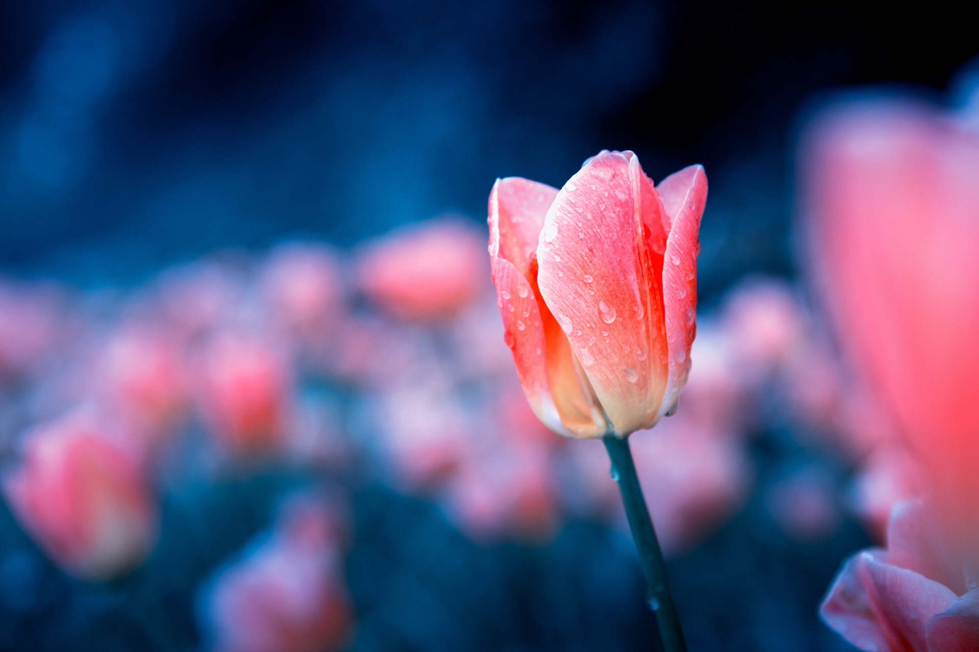 严重性格缺陷导致的婚姻破裂,性格缺陷对待感情