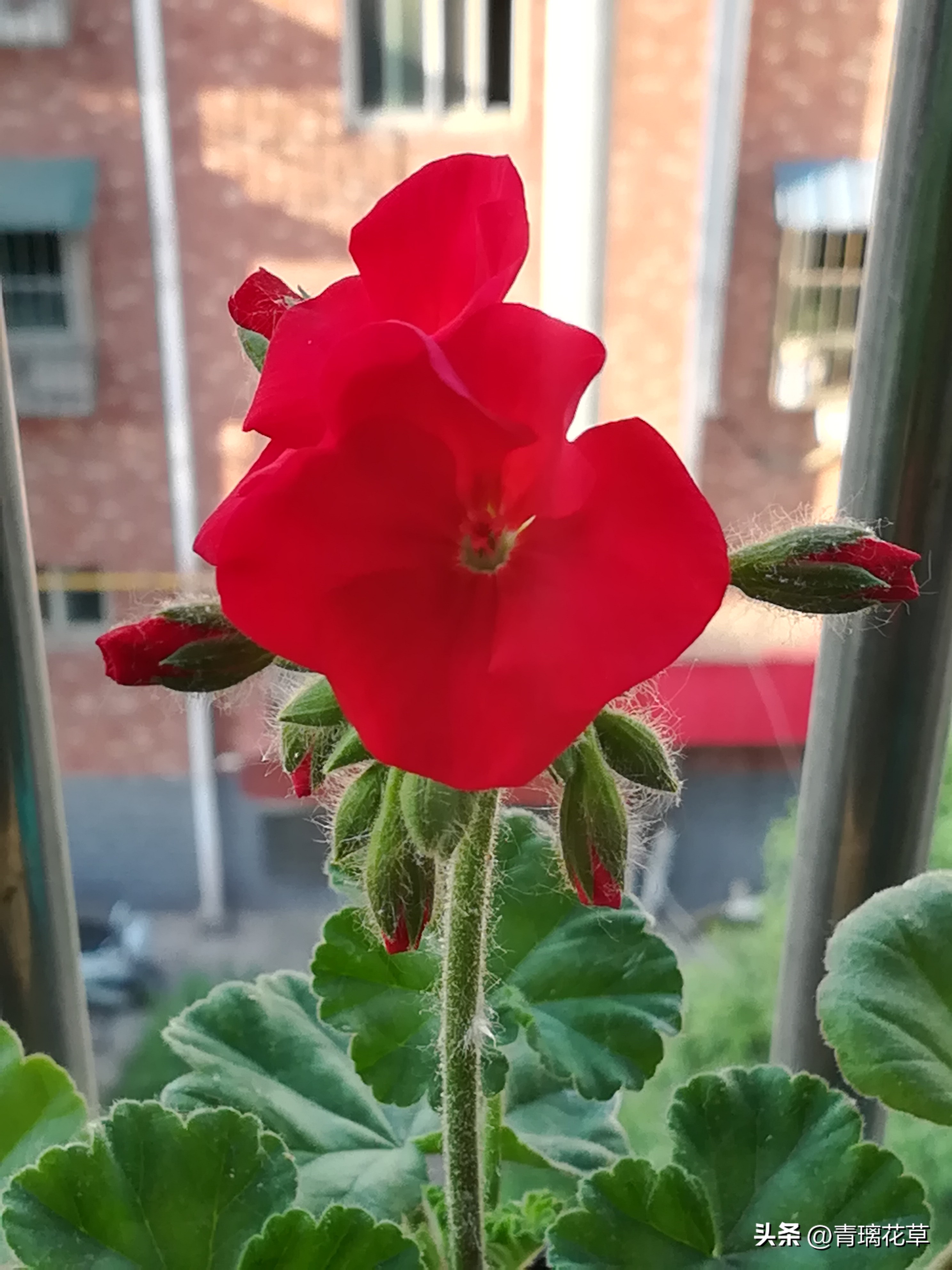 养花养成“花草杀手”，就养这些5种球根花，好看好养还有大用处