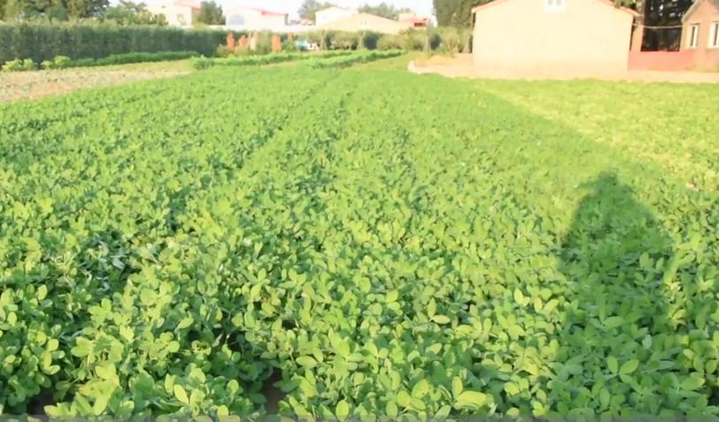 花生什么时候种植怎么种产量更好,花生每亩产量2000斤的种植技术