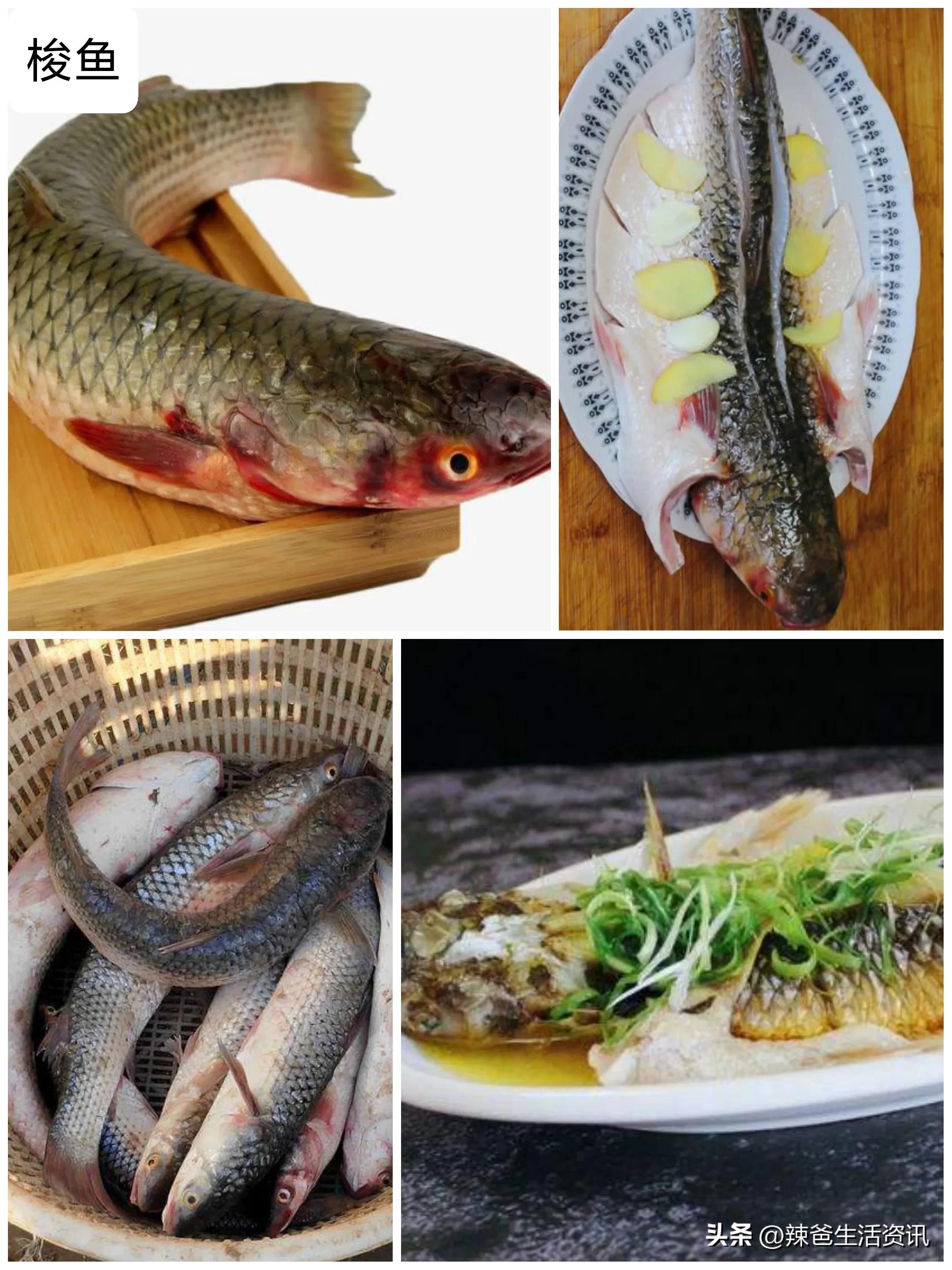 30种最常吃的海鱼做法,家常有哪些海鱼最好吃