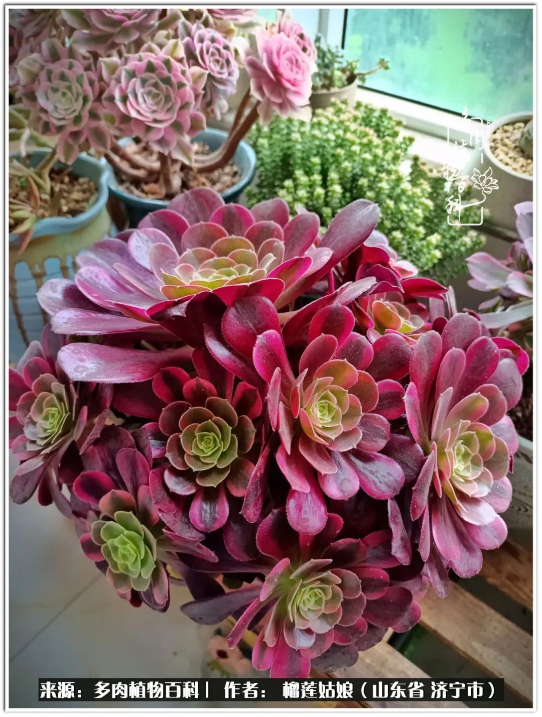 繁花似锦觅安宁淡如流水度一生,繁花似锦觅安宁淡云流水度人生