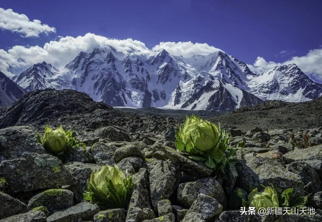 博格达天山,天山博格达雪峰