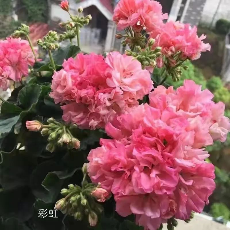 入门天竺葵的扦插方法图解,天竺葵扦插跟绣球扦插方法一样吗