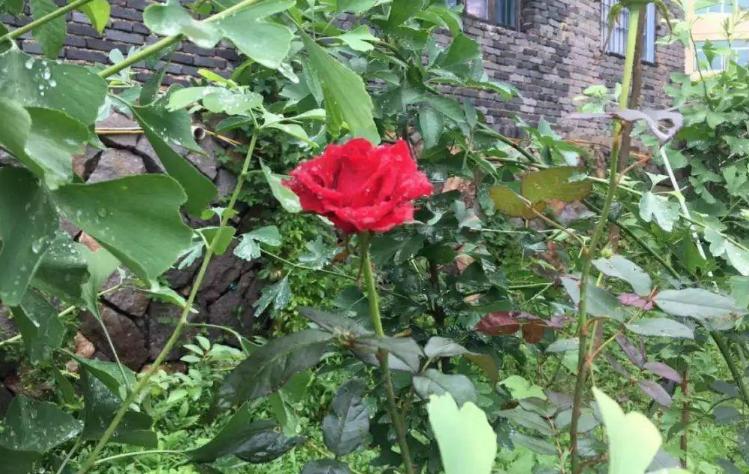 这十种花会招来鬼家里千万别养,家里养3种花忌讳