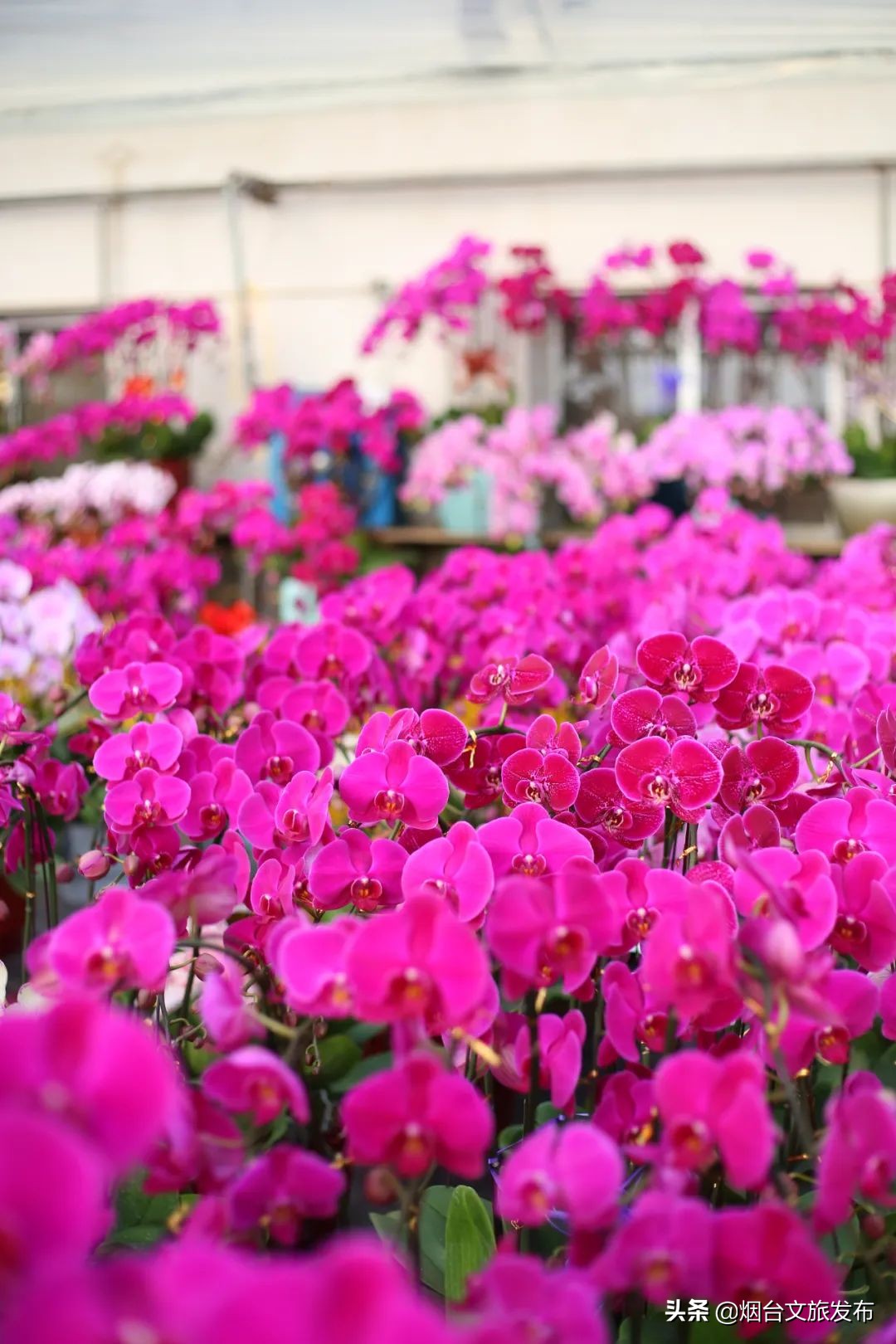 烟台祥和花鸟市场,烟台花鸟市场