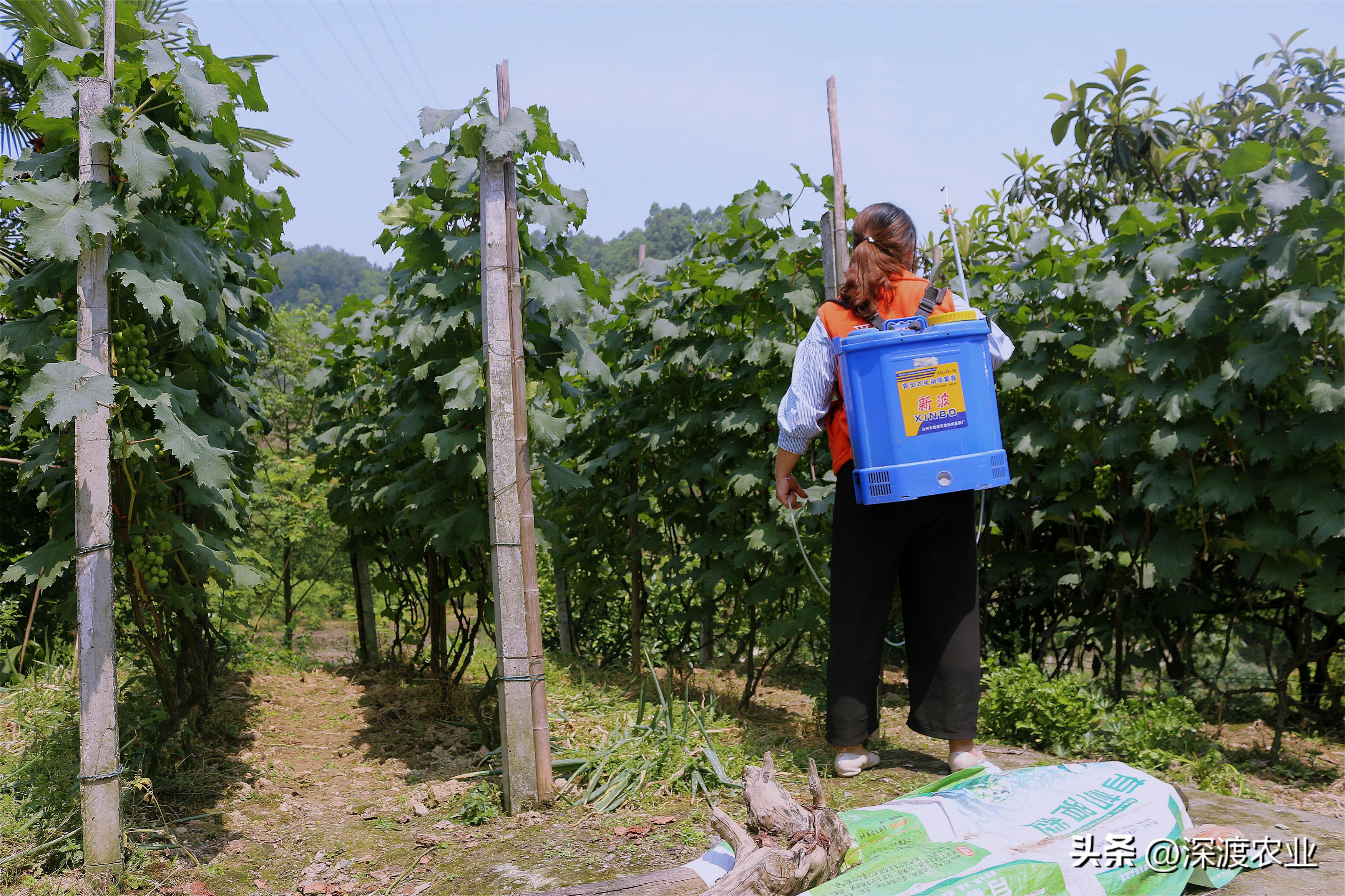 作物控旺的最佳方法,作物控旺用啥药最好