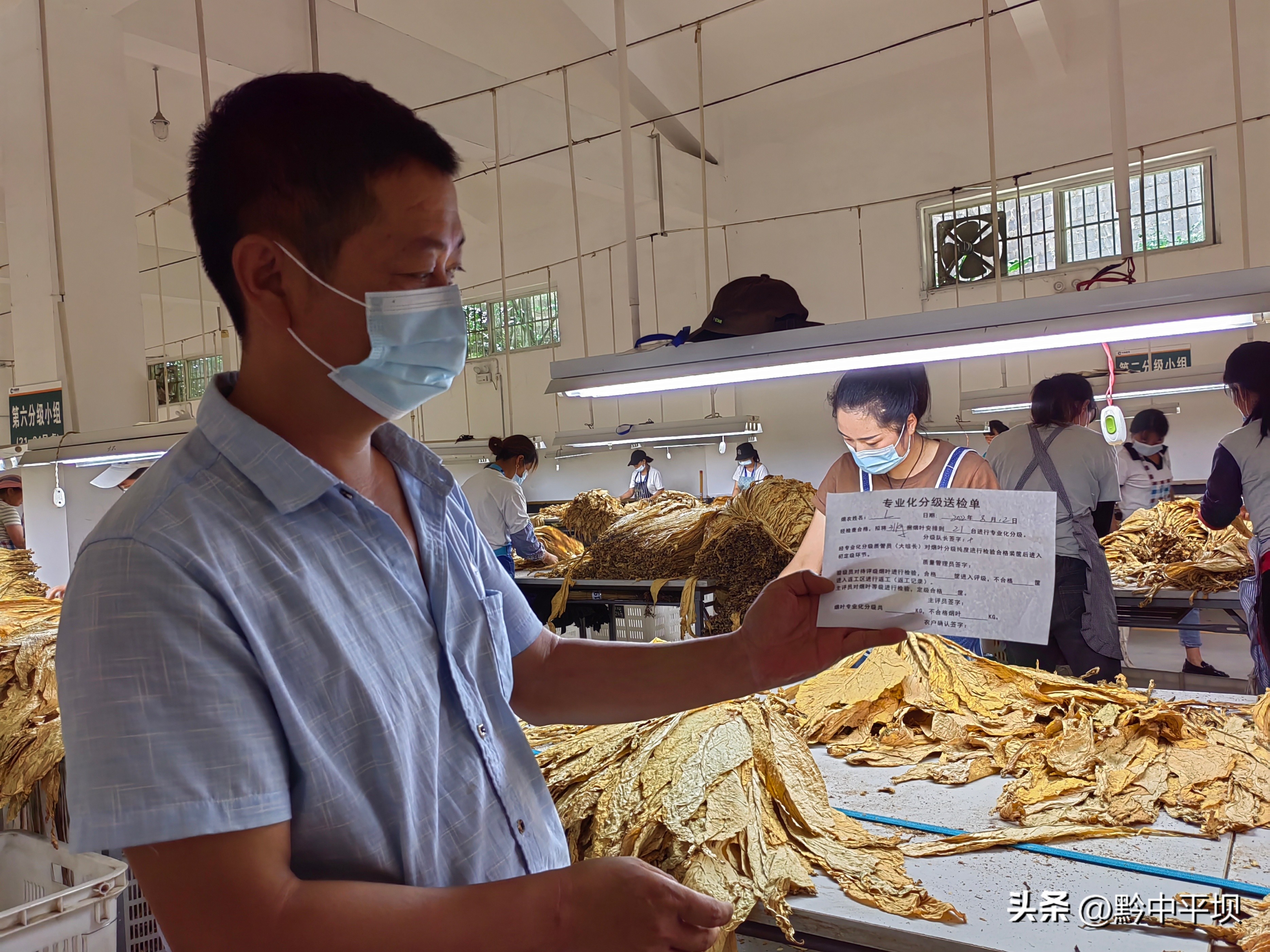 平坝万亩烤烟开采农民喜收黄金叶 (2018烤烟烟叶收购行情)