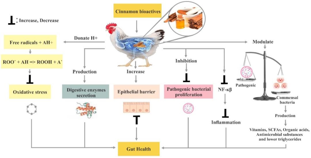 抗生素对益生菌的影响,抗生素对菌群的影响