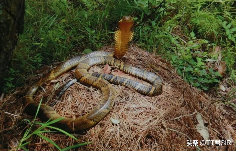 广西男子被眼镜王蛇咬,老汉被眼镜王蛇咬伤