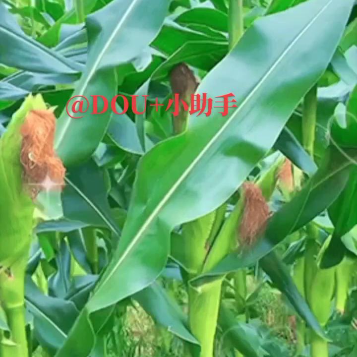 原创视频可以发多个平台吗,原创视频素材哪里找