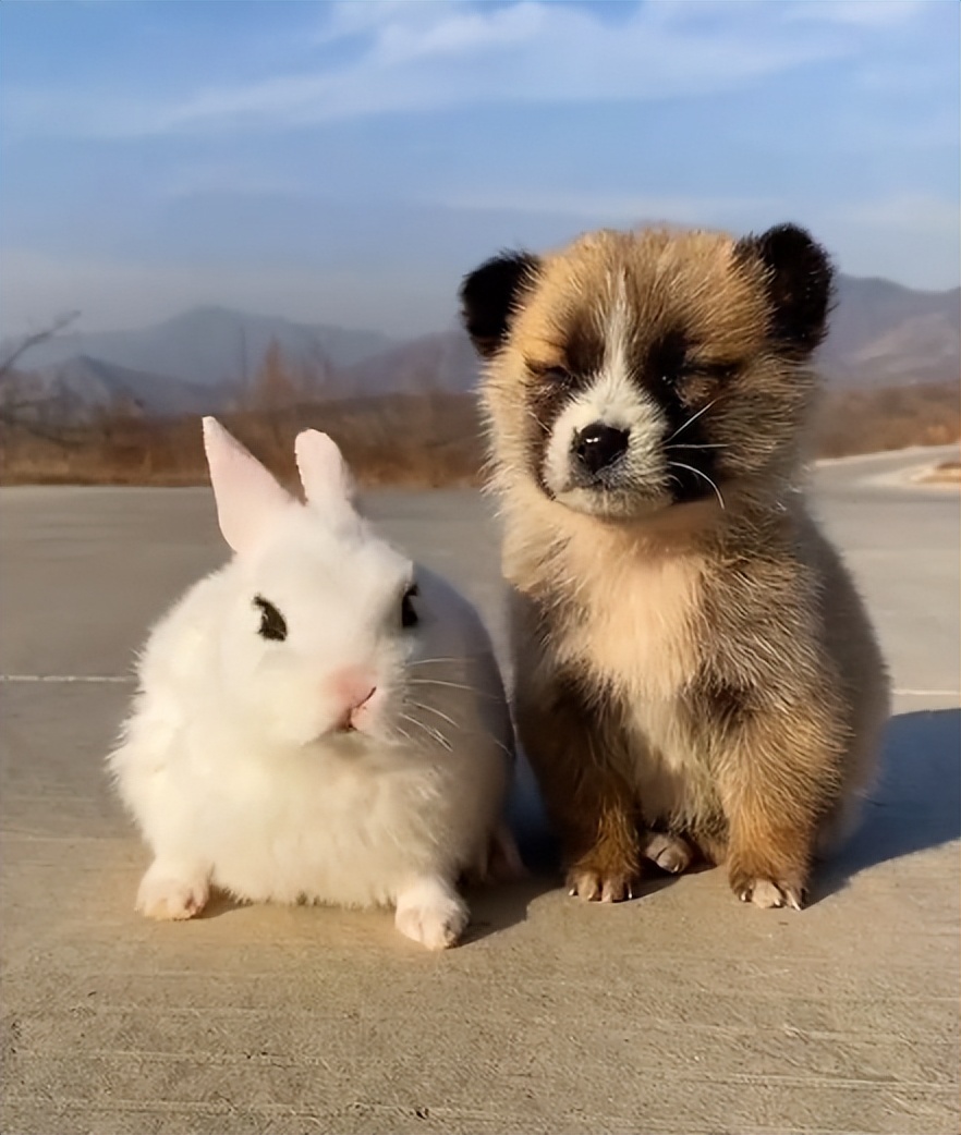 “狗界巅峰”：“把鸭当妈”骑鸭背上，全网最萌小狗吸粉550万