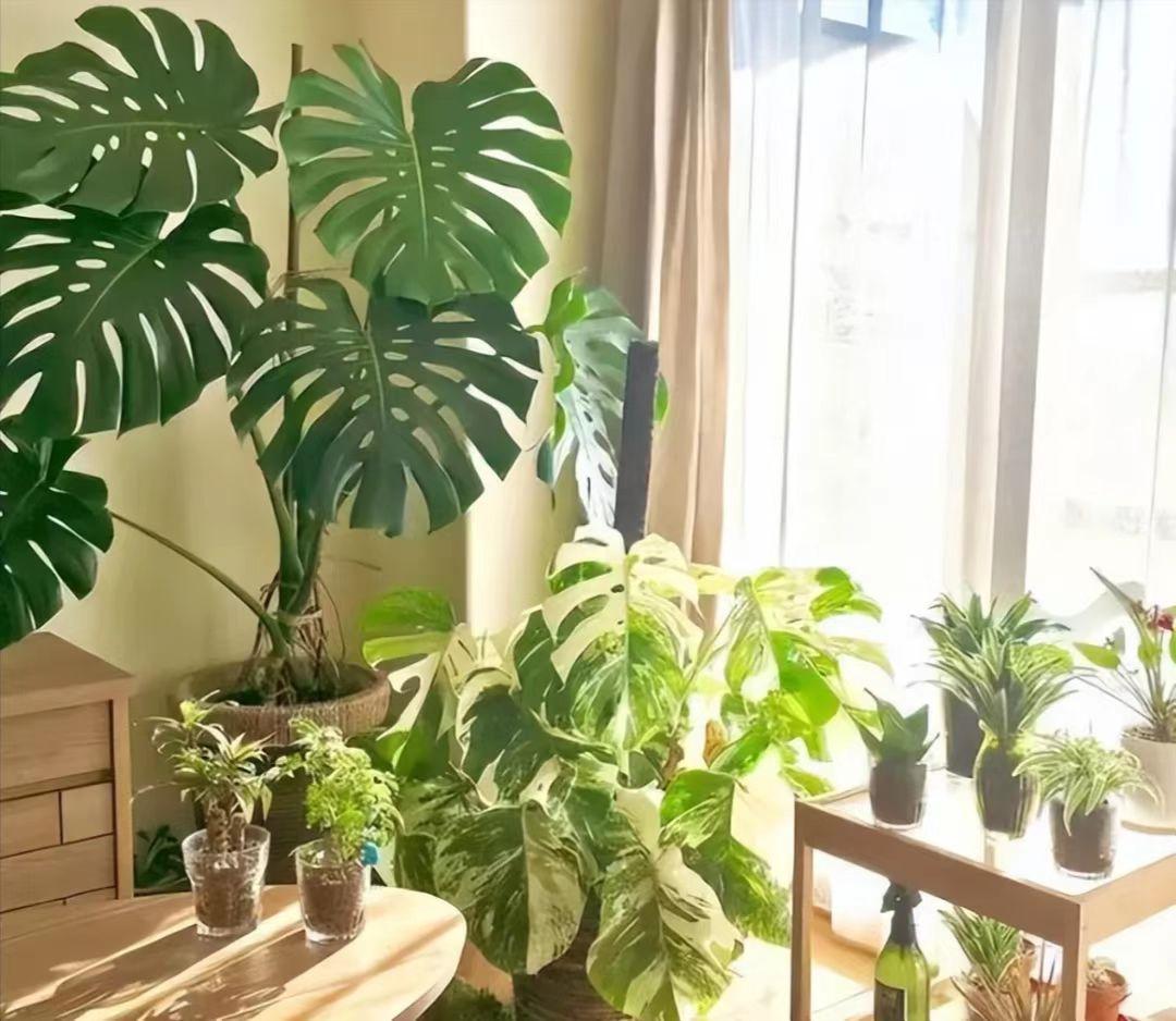 降温了花草室内过冬,降温了种菜