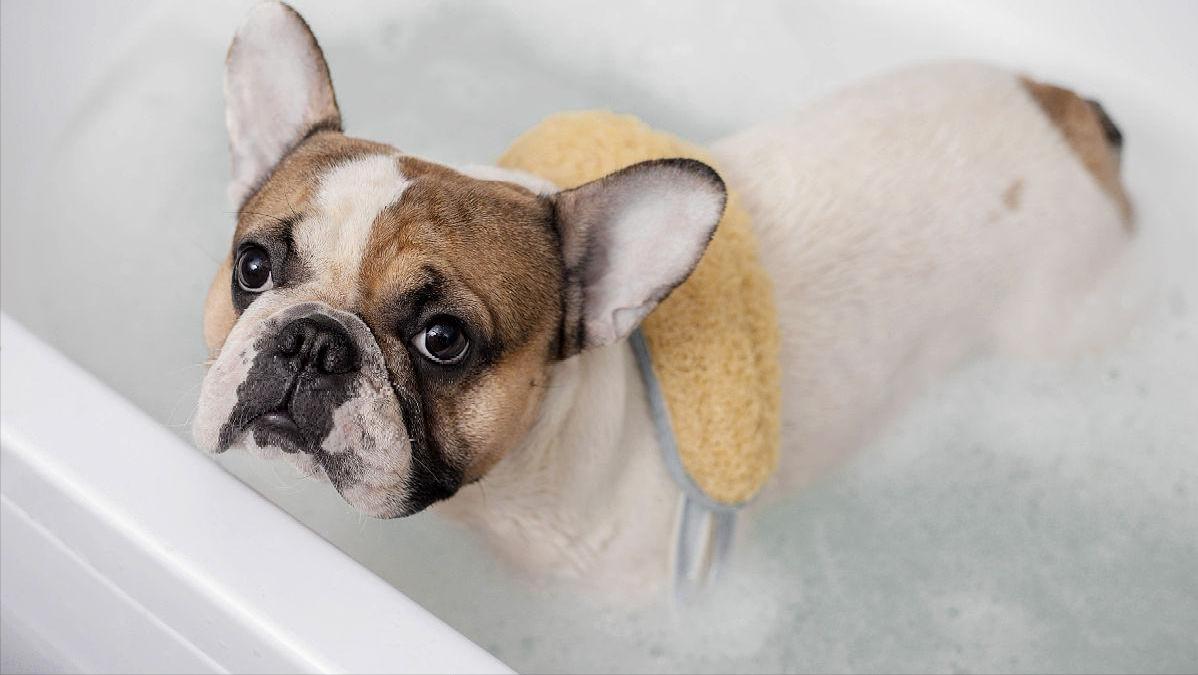 法国斗牛犬饲养方法视频,法国斗牛犬饲养方法视频教程