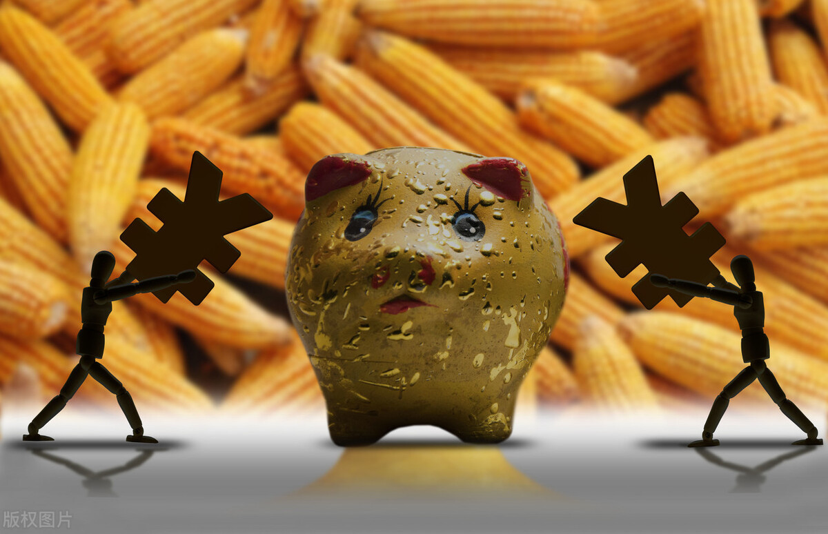 深加工赚钱，饲料企业赚钱，为什么玉米不涨价？10月19日玉米行情