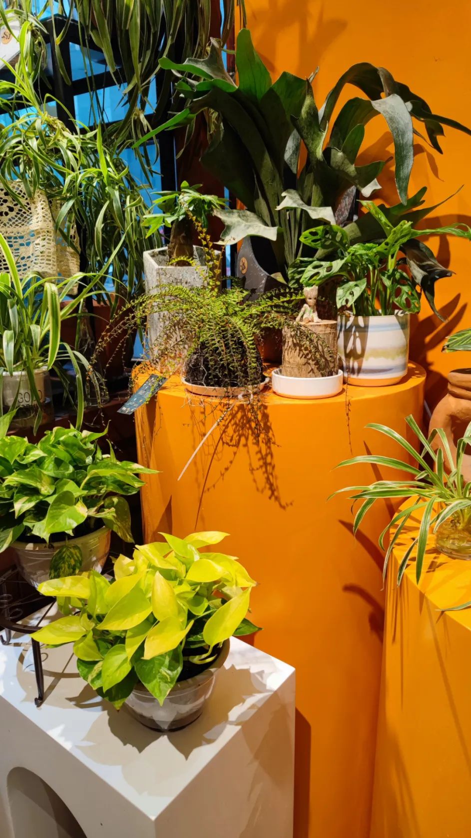 她只想回归自然，开花店却一年净利润50多万元——南宁小姐姐将理想照进了现实