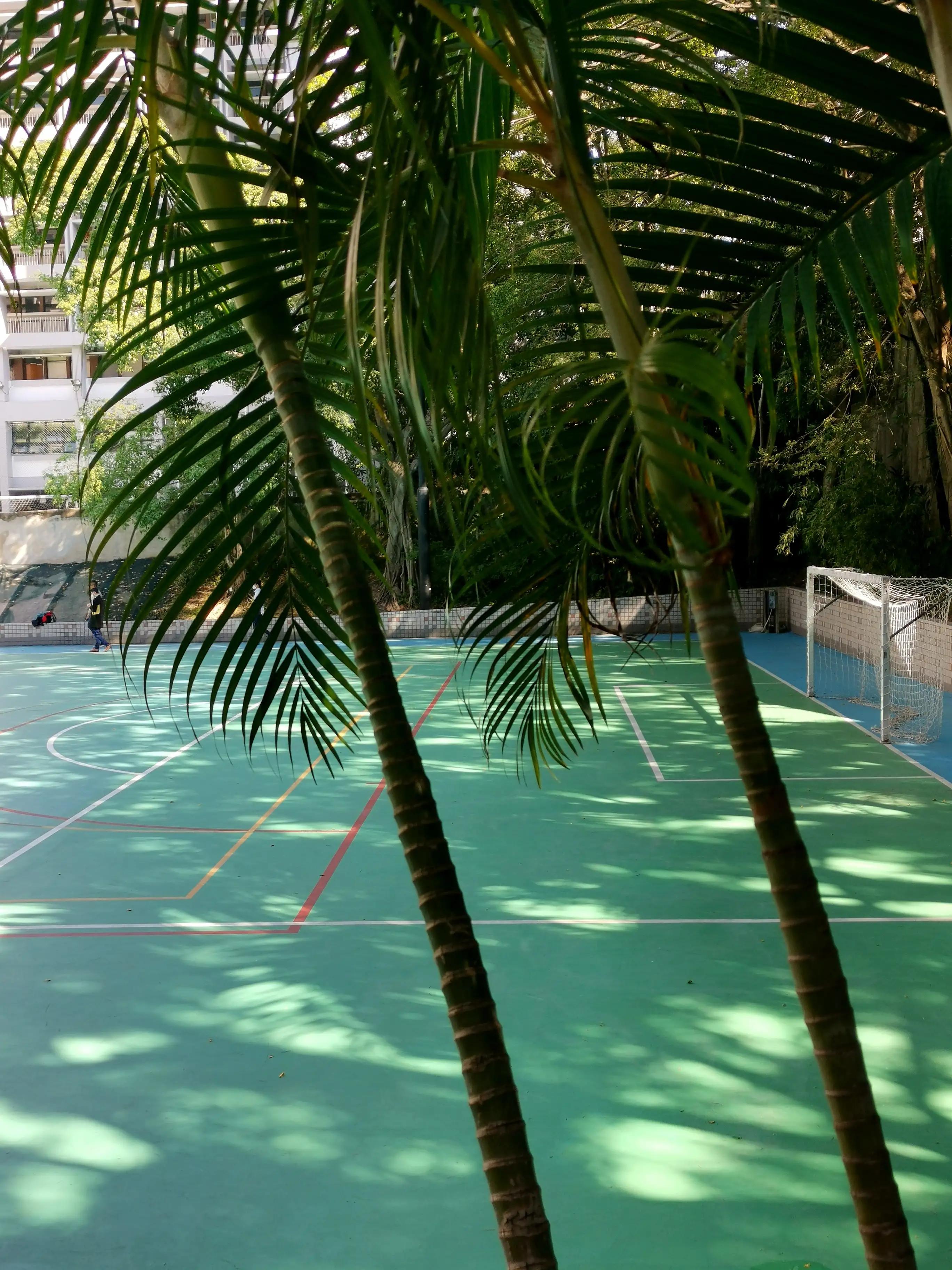 香港的城市空间布局,香港的城市屋