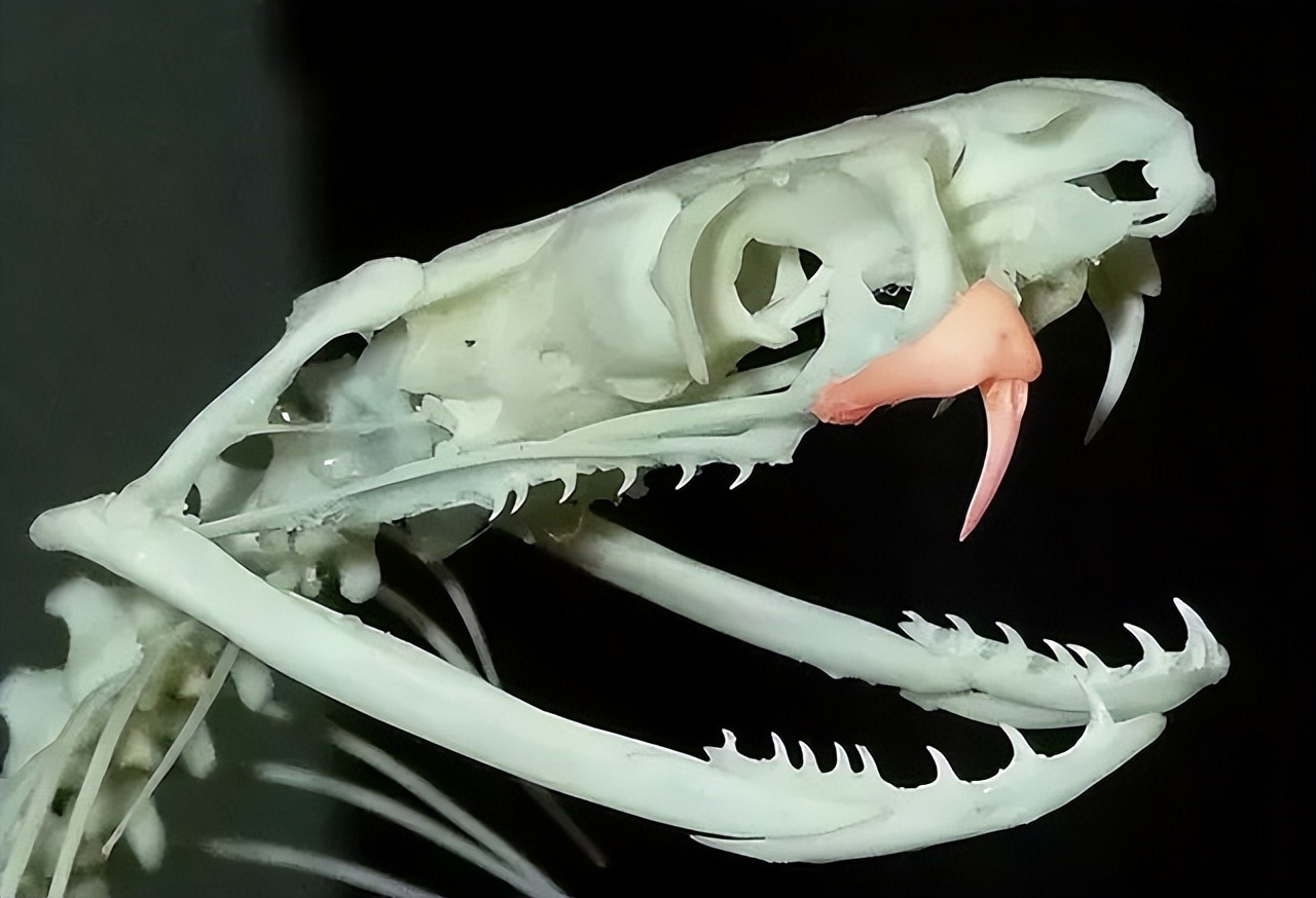 蛇与巨蜥,蛇和巨鳄