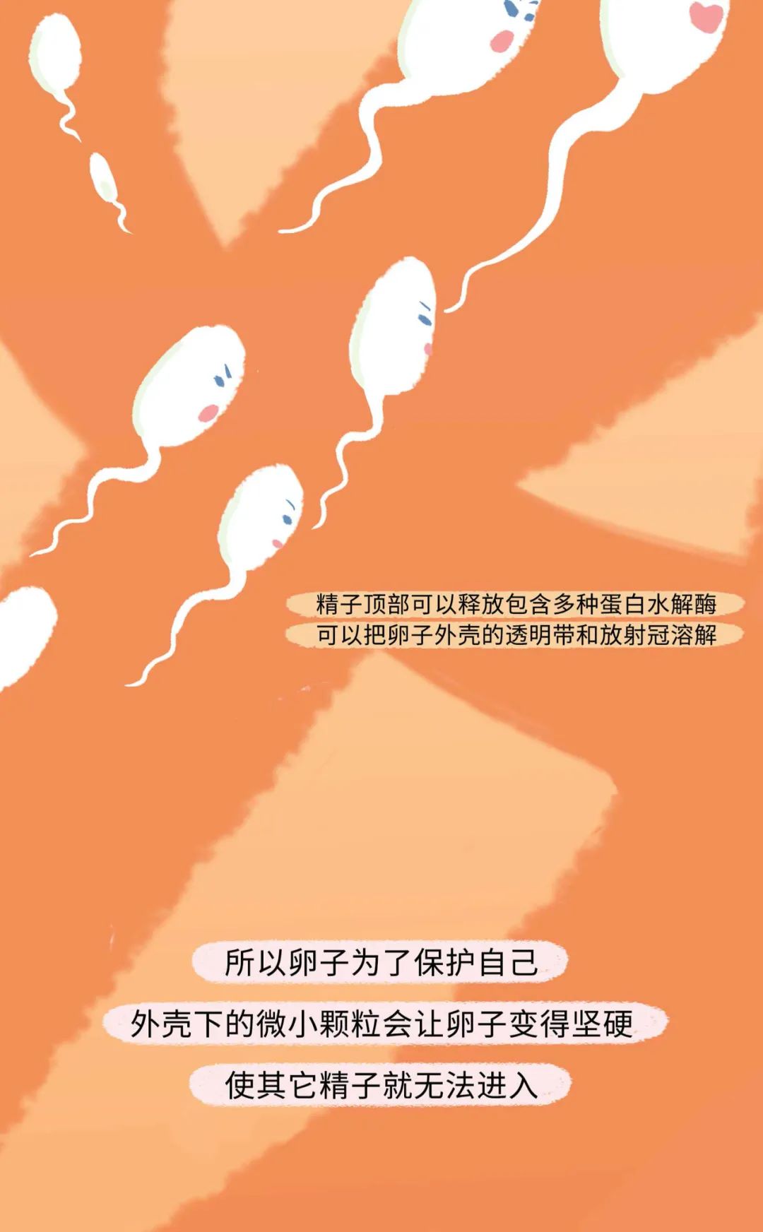 精子进入女生体内的全过程！（漫画）