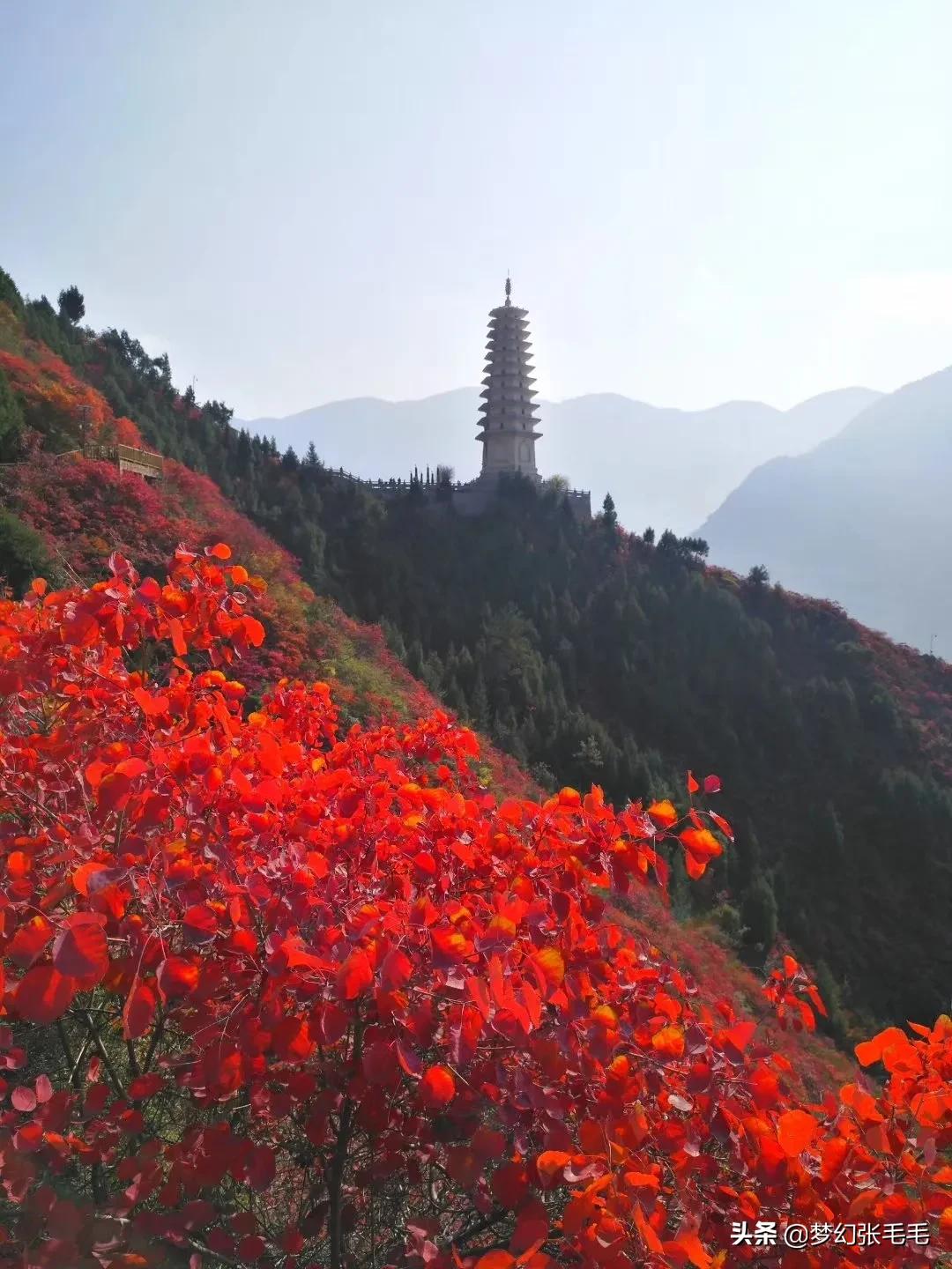 巫山观红叶全部视频,巫山红叶观景点