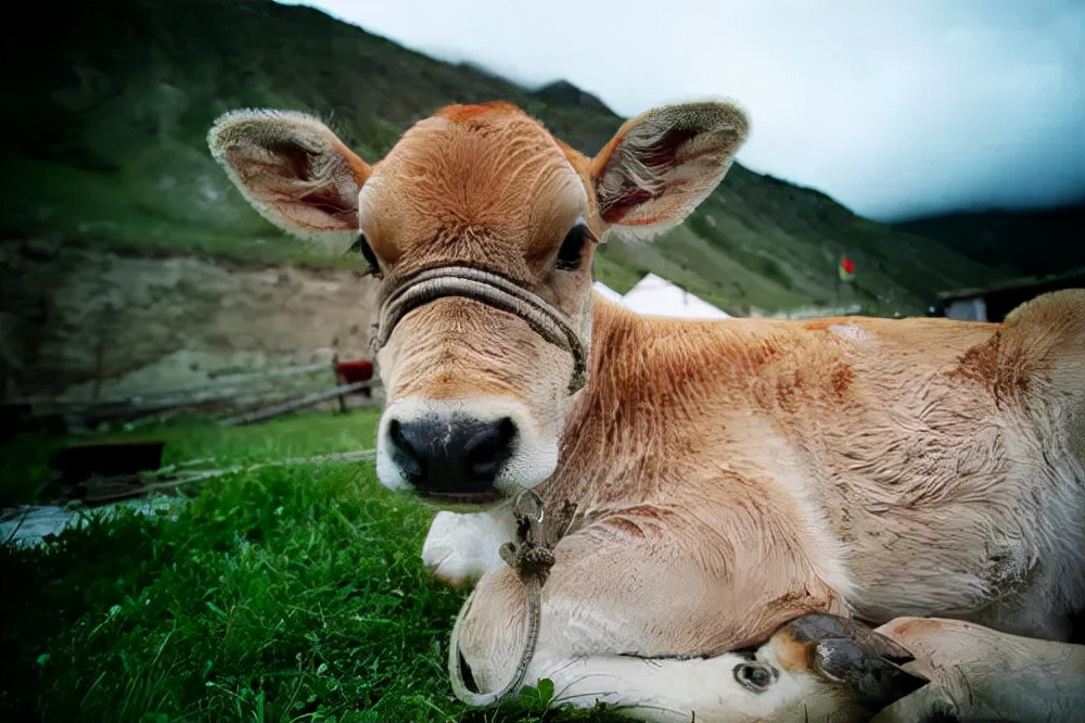 牛流产前有什么预兆,牛七个月流产后胎衣不下怎么办