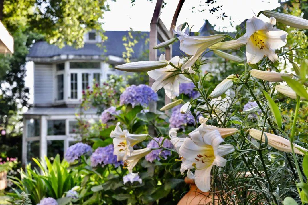 住11层顶楼带屋顶花园真实感受,高层顶楼露台花园真实感受