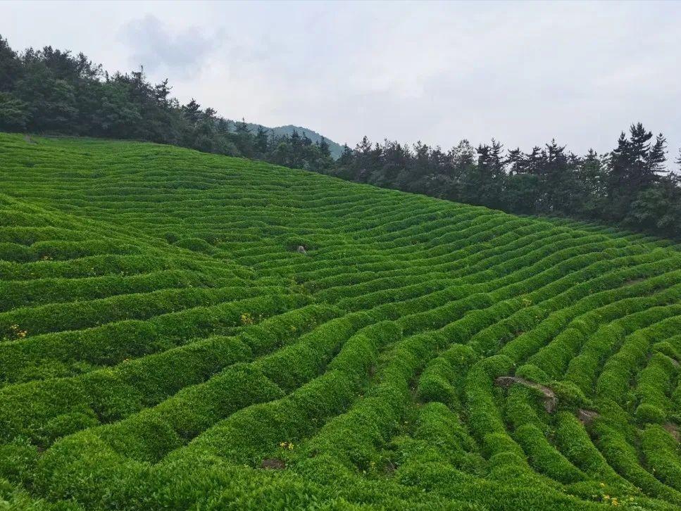 高山生态茶业,汉唐茶园介绍