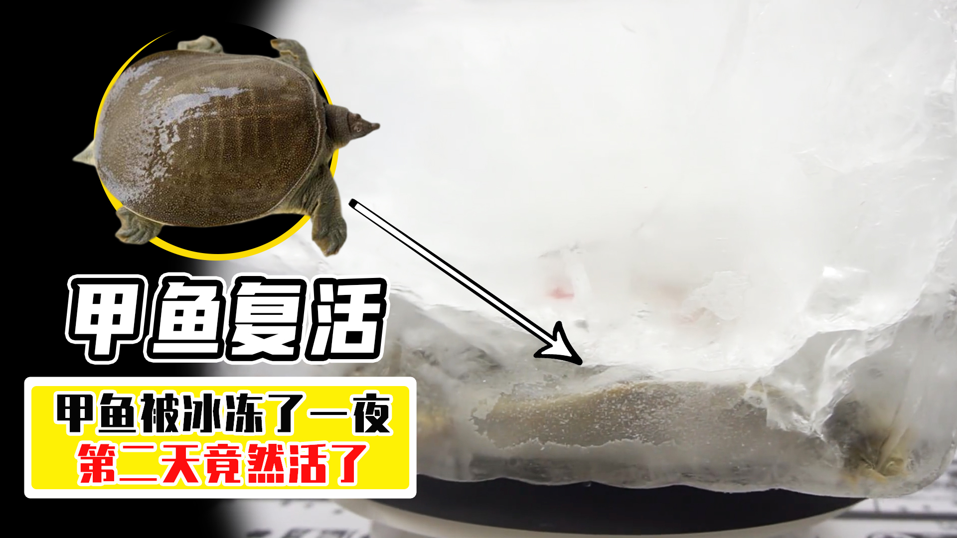 甲鱼冷冻多久可以复活,冰冻的一个月的甲鱼能否复活