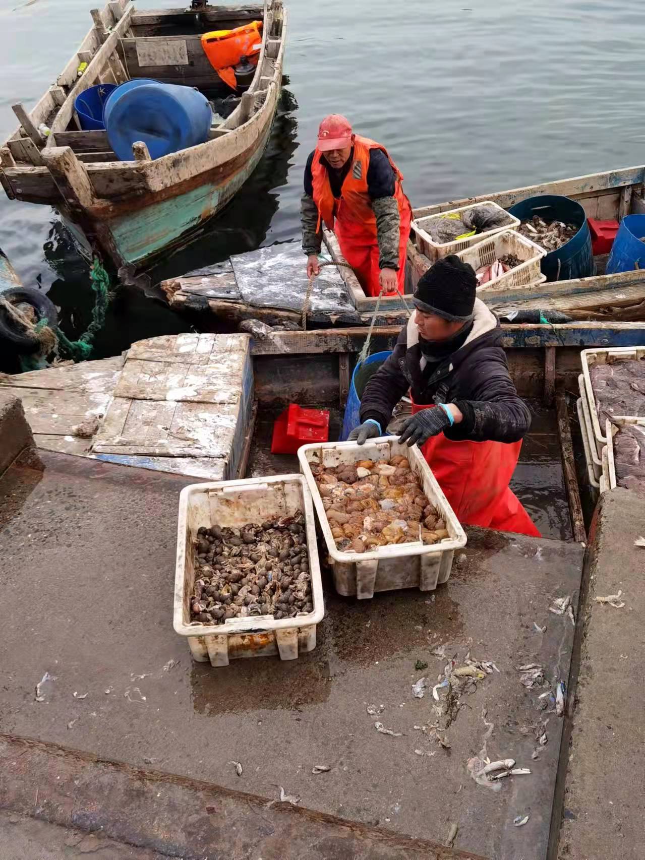 陶俊峰“美拍”威海老家海鲜“供年货”哈——《环翠楼下鱼市忙》