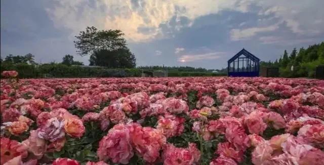 法国玫瑰花园,法国玫瑰花香沐浴露正品